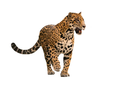 jaguar ( panthera onca ) isolated on white backgrond