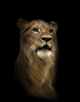 young lion in the dark night