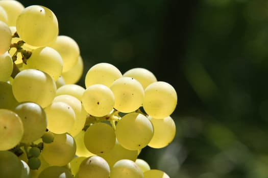 Background with grapes