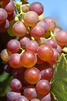 Grapes at the vine