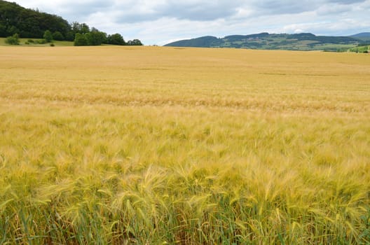 Barley