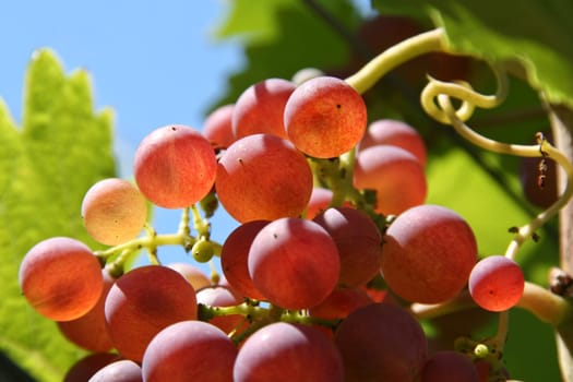 Grapes at the vine