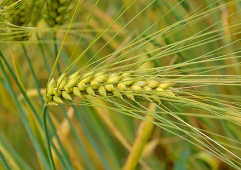 Barley