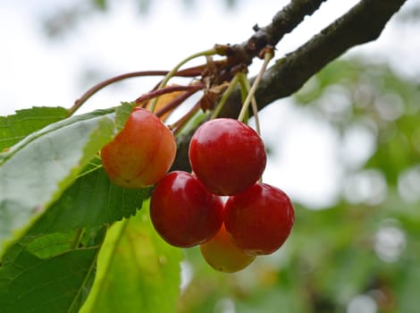 Cherries
