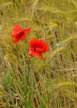 Gossip poppy