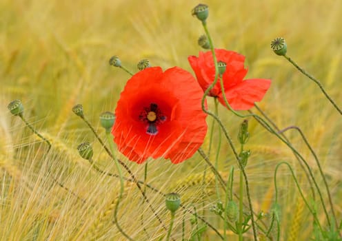 Gossip poppy