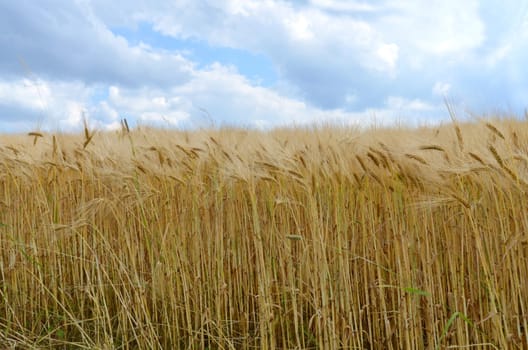 Barley