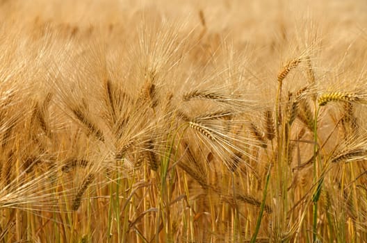 Barley