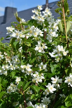 Pipe shrub