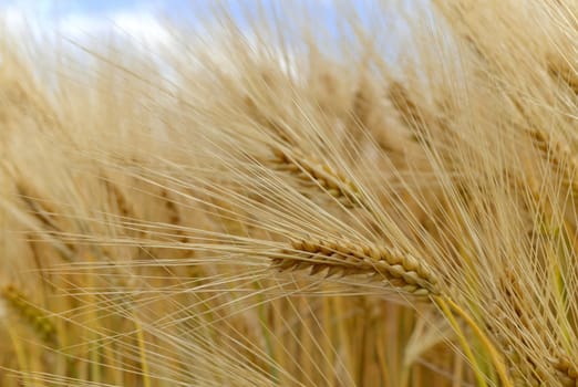 Barley