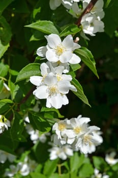 Pipe shrub
