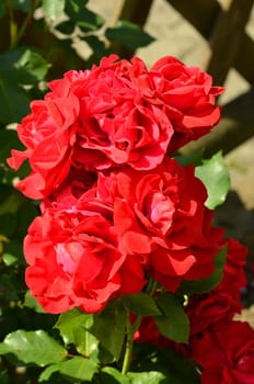 Roses
