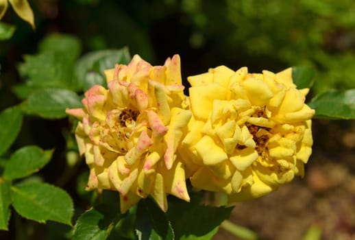 Roses