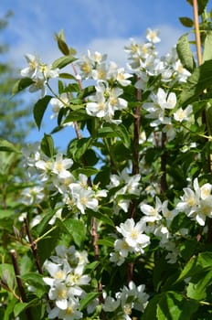 Pipe shrub