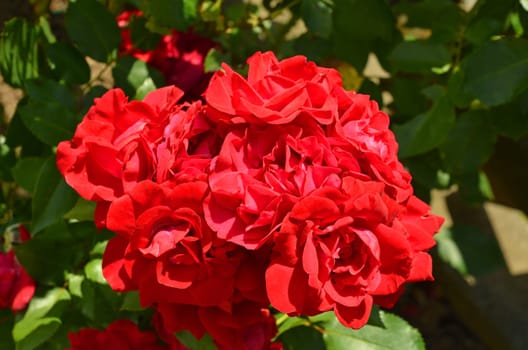Roses