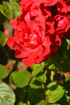 Roses