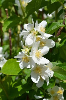 Pipe shrub
