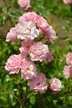 The Fairy - Ground cover rose