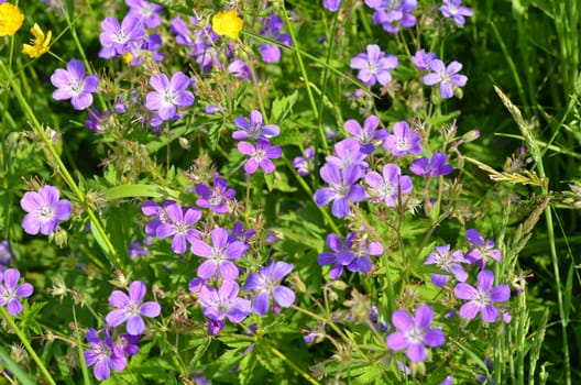 Cranesbill