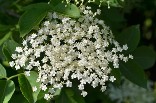 Elderflower
