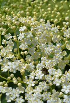 Elderflower