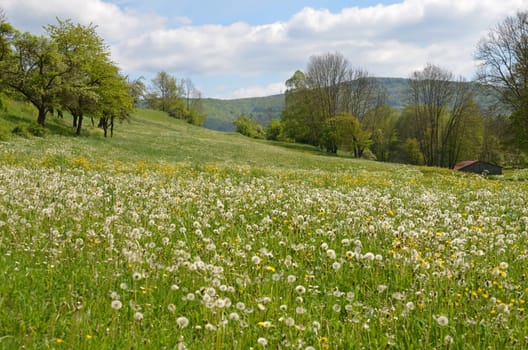 Meadow Lion's Tooth