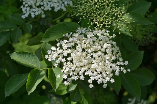 Elderflower