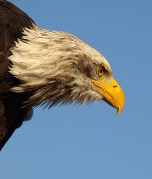 Bald eagle