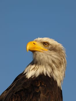 Bald eagle