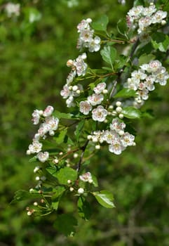 Hawthorn