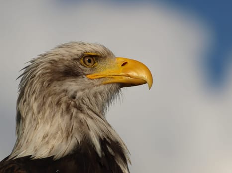 Bald eagle