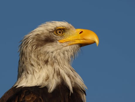 Bald eagle