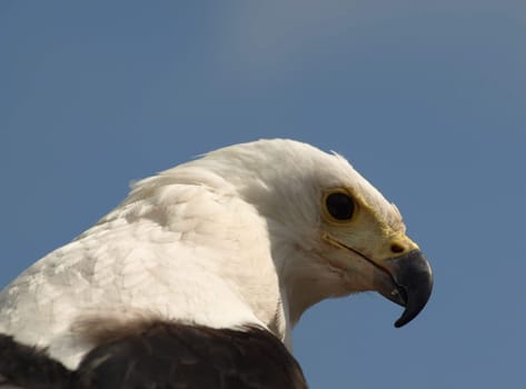 Schreiseeadler