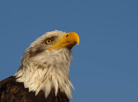 Bald eagle