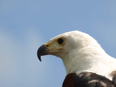 Schreiseeadler