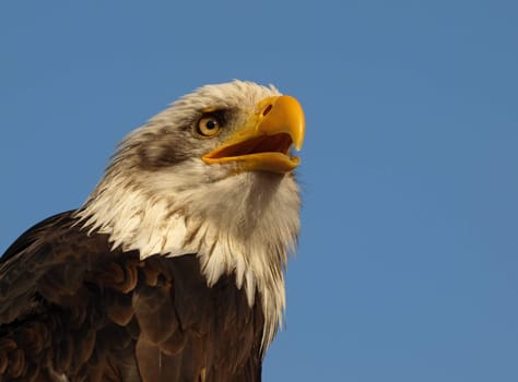 Bald eagle