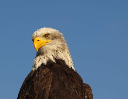 Bald eagle