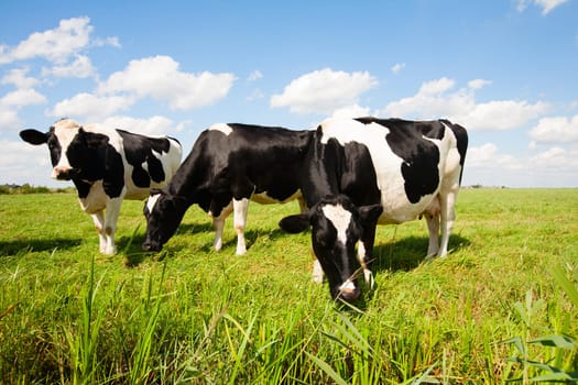 Dutch cows in the meadow.