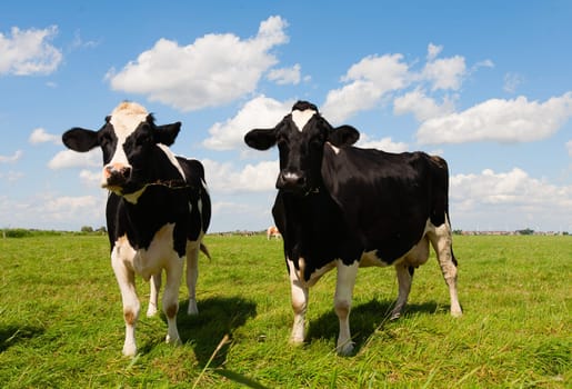 Dutch cows in the meadow.