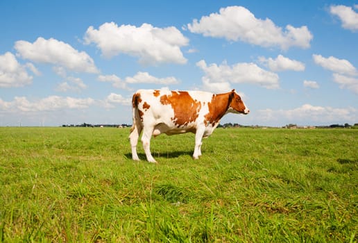 Dutch cow in the meadow.