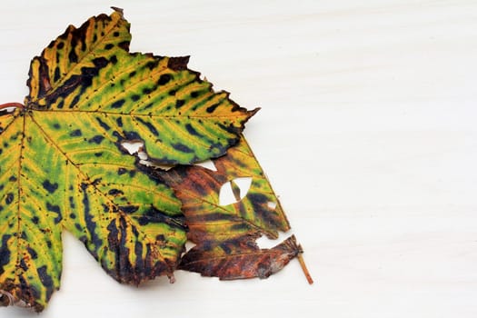 The Autumn Face