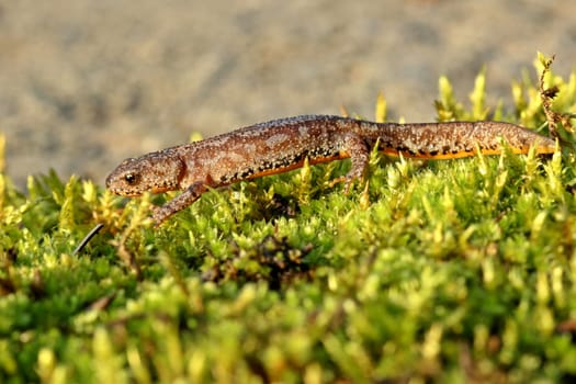 Mountain newt (Ichthyosaura alpestris) in country costume