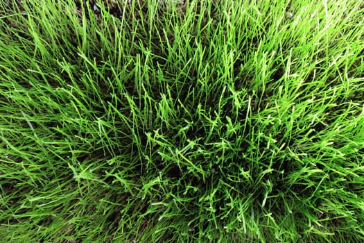 Grass