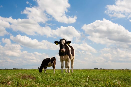 Dutch cows in the meadow.