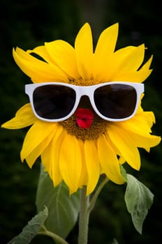 Sunny Funny