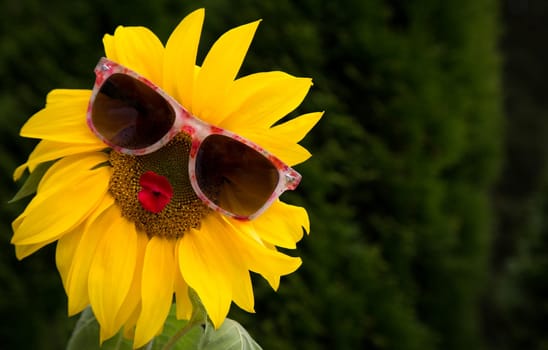 Little Miss Sunny Funny