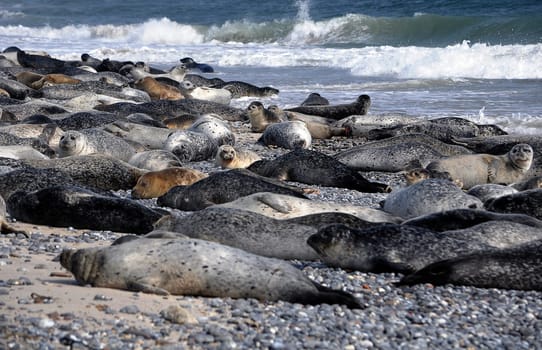 Seals