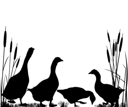 Reeds and goose silhouettes over white background