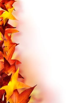 White open space,decorated at the edge with beautiful autumn leaves