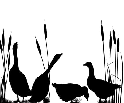 Goose silhouettes over white background
